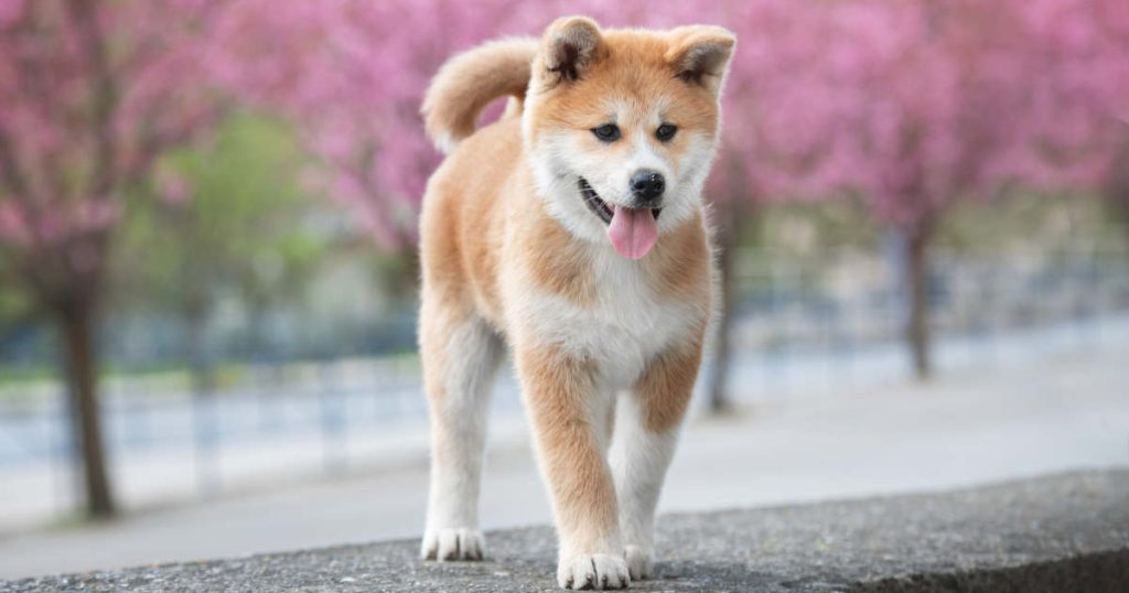 Akita