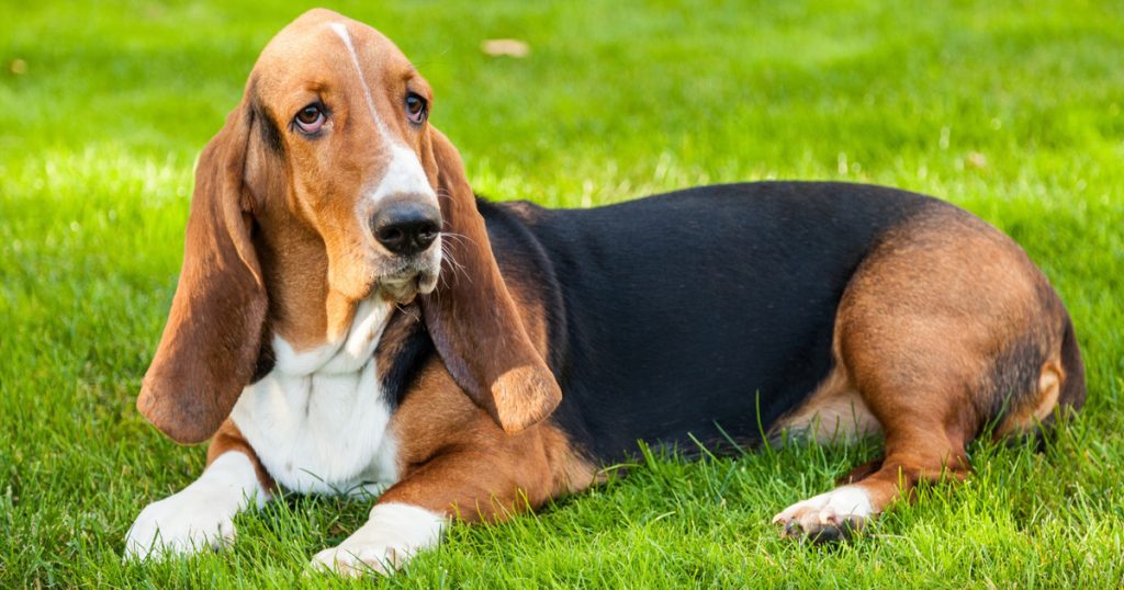 Basset Hound