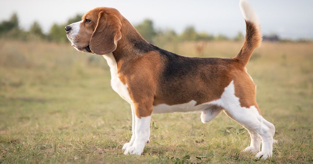 Beagle