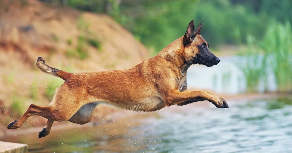 Belgian Malinois