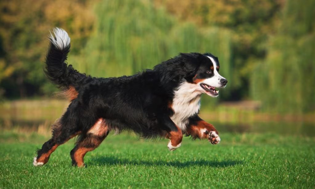 Bernese Mountain Dog