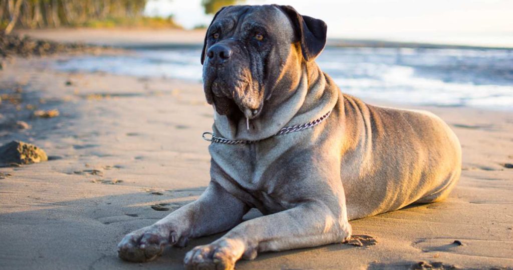 Bullmastiff