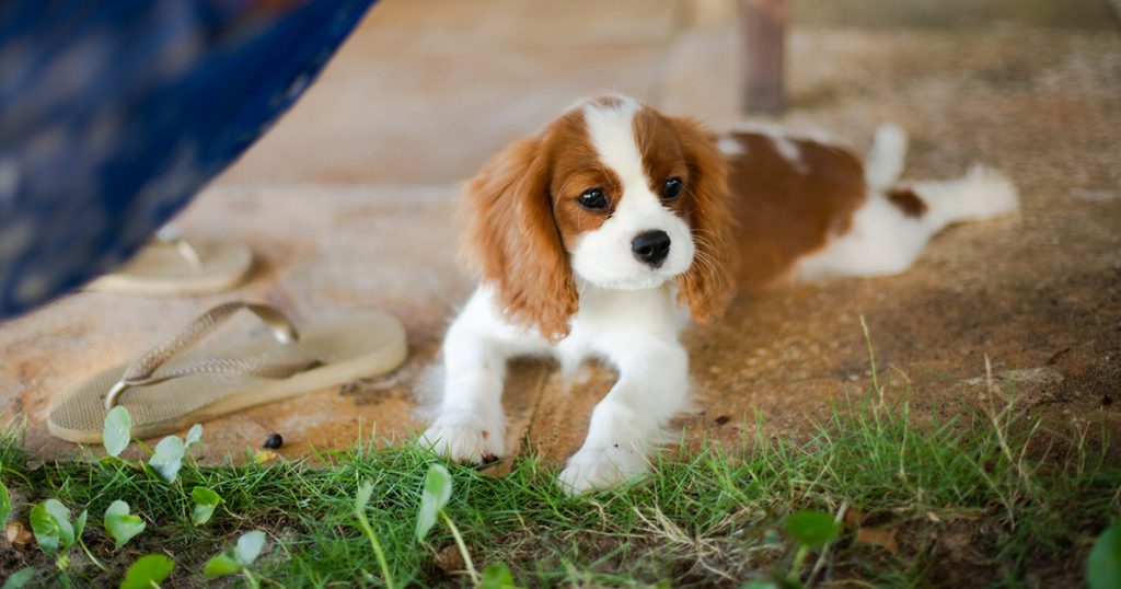 Cavalier King Charles Spaniel