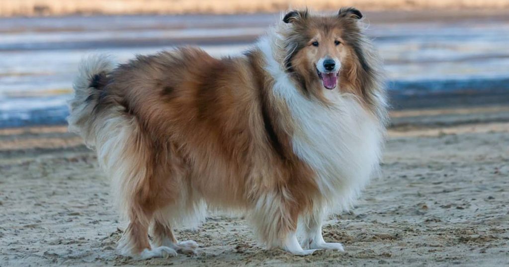 Collie