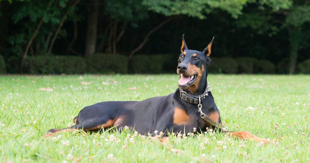 Doberman Pinscher