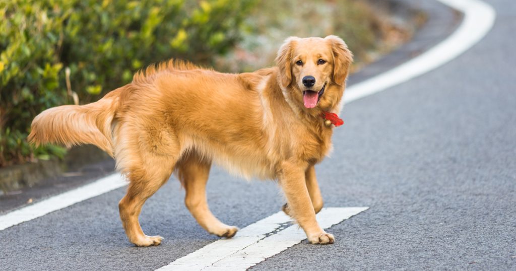 Golden Retriever