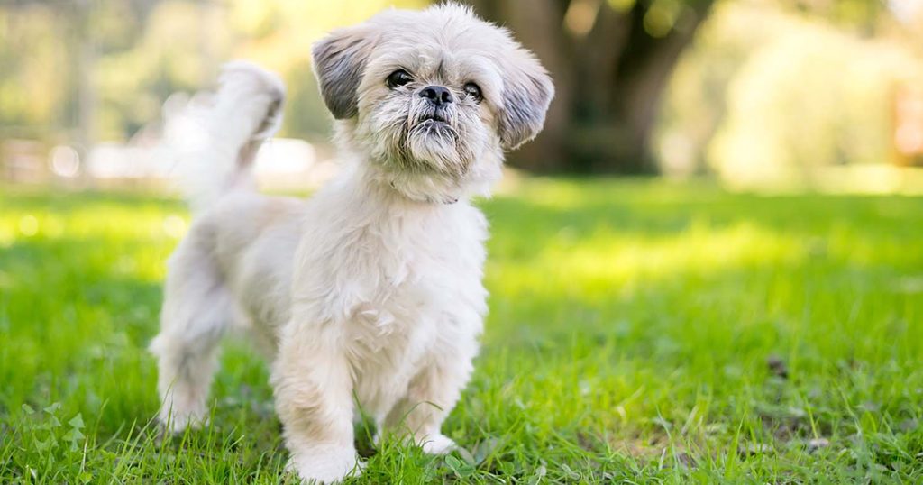 Shih Tzu