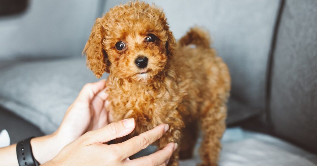 Toy Poodle